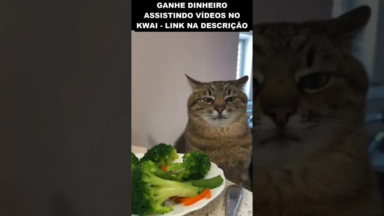 segundo dia na dieta