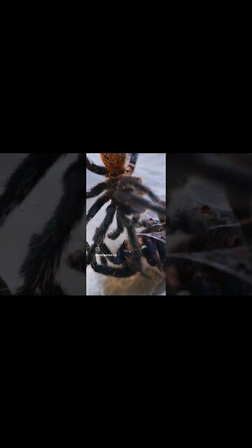 I believe in you little buddy 🕷💚