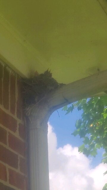 Baby Robin's Waiting For Food