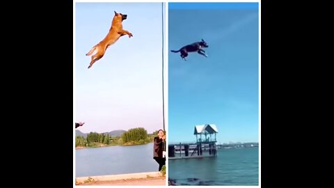 Dogs That Fly - American Pit Bull Terriers Show Their Jumping Agility