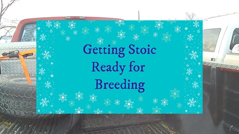 Getting Stoic Ready for Breeding