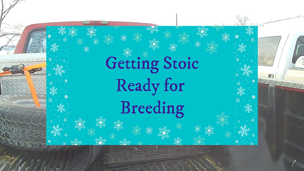 Getting Stoic Ready for Breeding