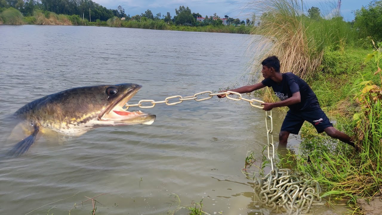 Really Amazing Technique By Whole Chicken In River Of Hook Fish Catching