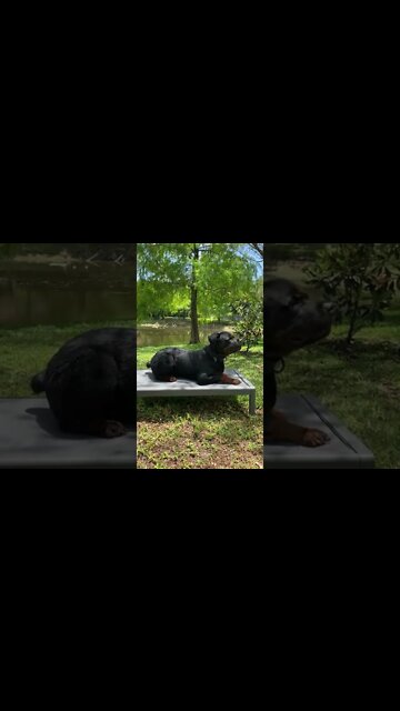 Rottweiler might be chilling but he’s watching…