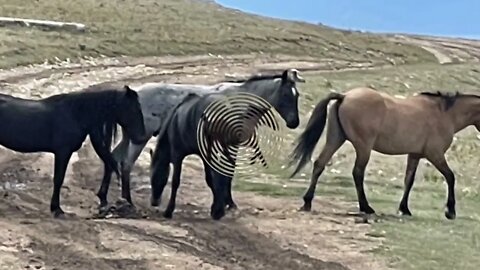 NWWYOHV- Burnt Timber & Sikes Ridge Trail Ride August 13, 2022 East Pryor Mt Wyoming