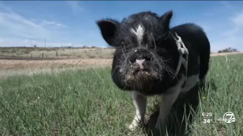 Colorado Gives Day Preview: 12.02 Hog Haven Farm