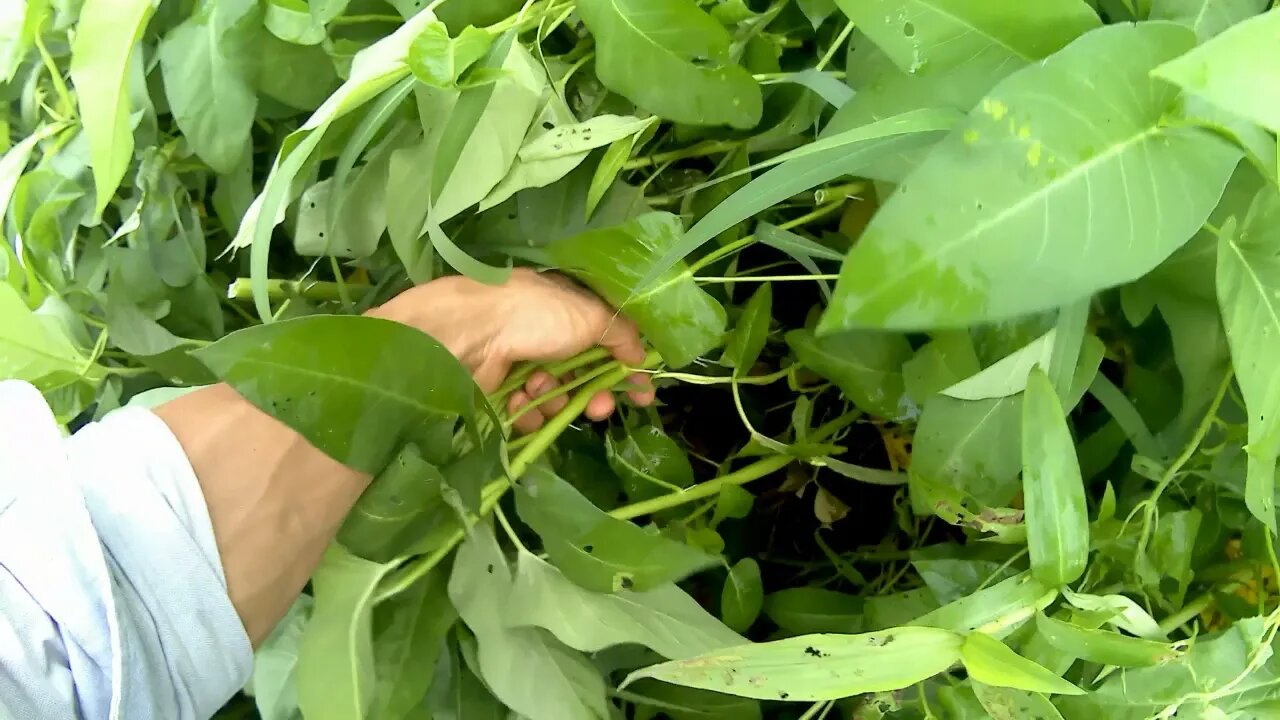 我在山上的水沟边摘无公害的空心菜
