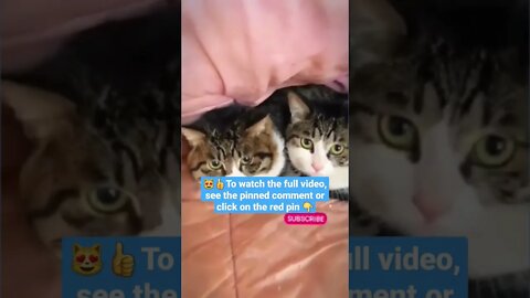 cute cat videos 😹funny videos 😂1422😻#shorts #catvideos #funnycatsvideos #cat #funny_cat #cutecat