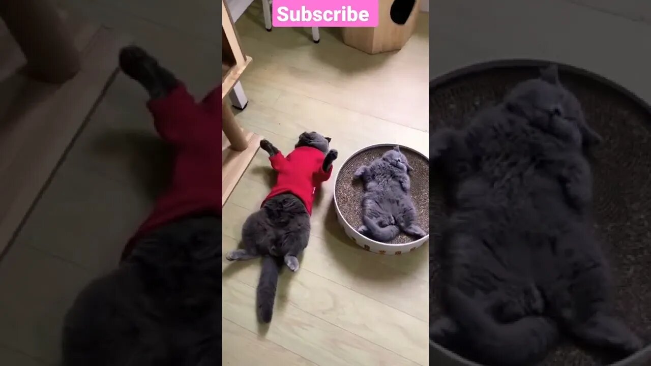 So Cute Cat Sleep mode ||Lovely😴😻 moments - #shorts #shortsfeed #youtubepets_&_animals