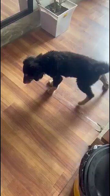 Adopting stray dog part 2