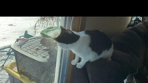 Vicious cat sees squirrel