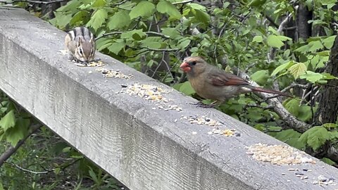 Female Cardinal and chipmunk