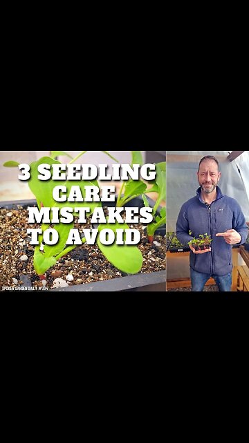 🌱 3 Seedling Care Mistakes to Avoid #shorts | Seedling Care - SGD 334 🌱