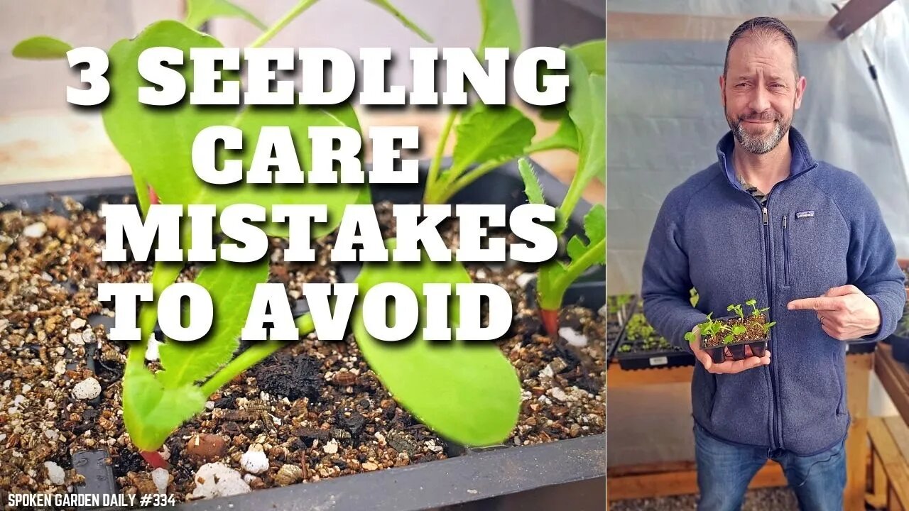 🌱 3 Seedling Care Mistakes to Avoid #shorts | Seedling Care - SGD 334 🌱