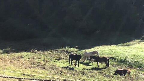 More horses lie down to Sleep and the kookaburra stands as lookout on the fence