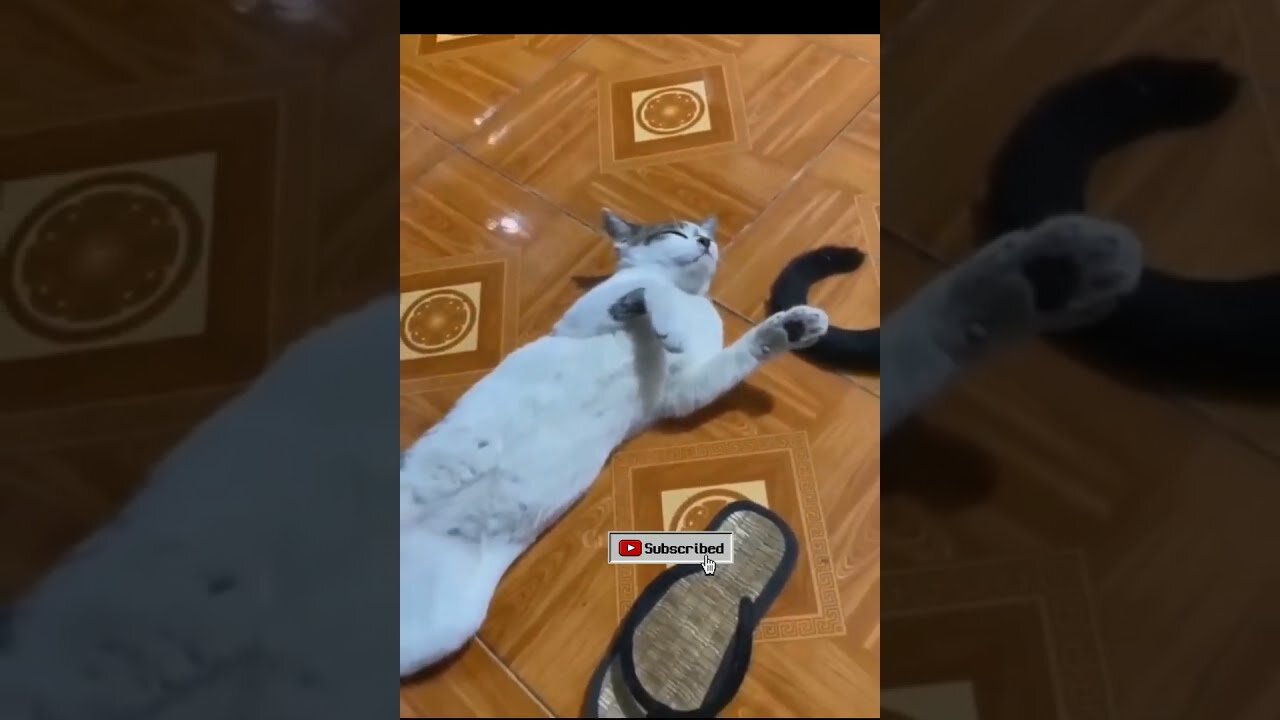 New funny videos 2023 cutest dogs and cats