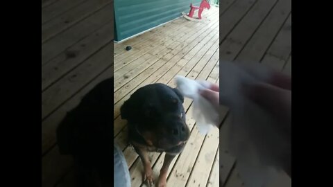 Tug A War With Female Rottweiler #Shorts #rottweiler 😍💖💜💛