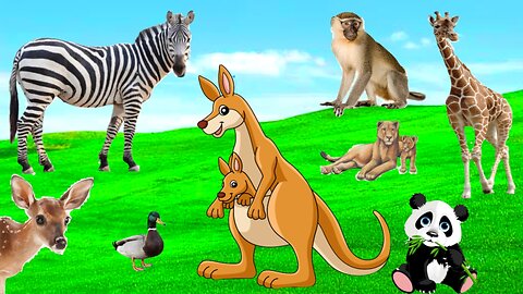 Animals sounds and moments | wild animals | wild life