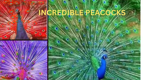 INCREDIBLE PEACOCKS