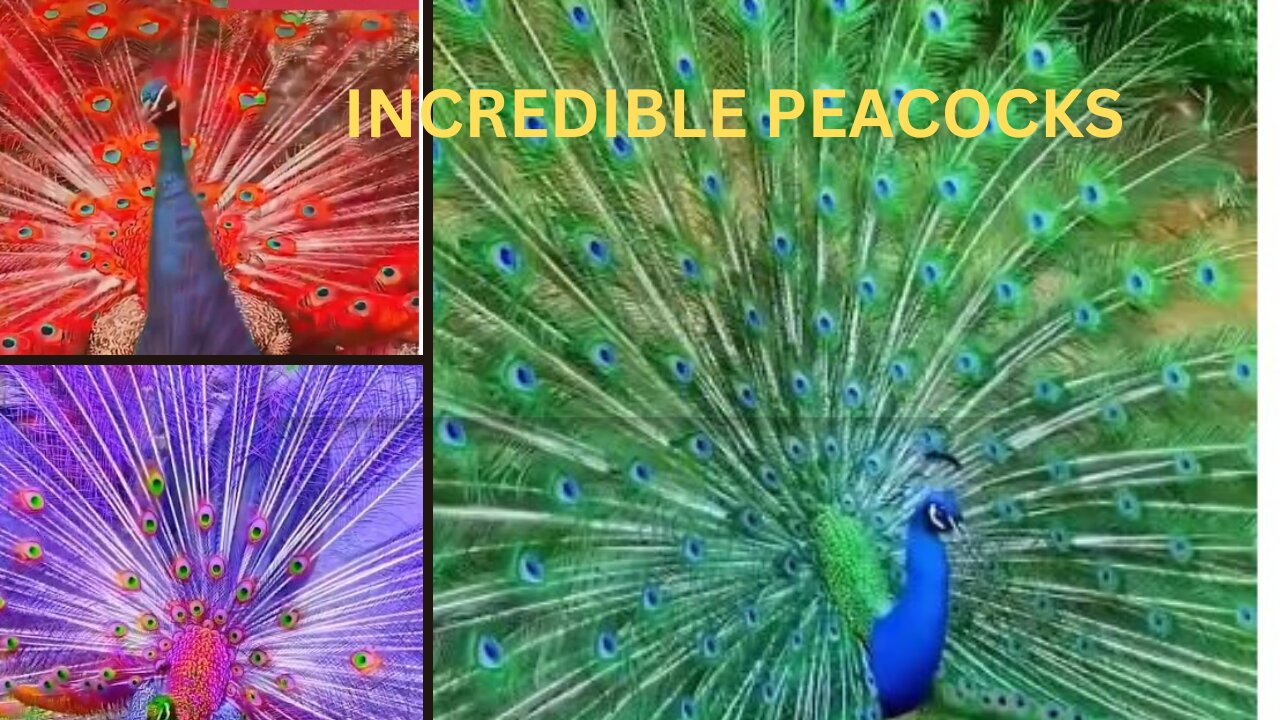 INCREDIBLE PEACOCKS