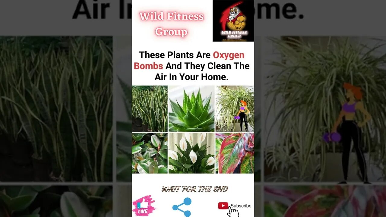 🔥Plants that are natural air filters🔥#shorts🔥#wildfitnessgroup🔥28 May 2022🔥