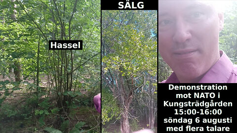 Hassel vs sälg. Narcissist-tänkande och hur besegra det. Experter. CIA-FBI-Wikipedia. Åskrädd F-35