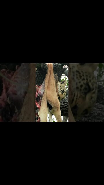 Leopard Feeds In A Tree | Saturday #shorts