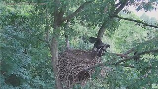 Hays Bald Eagles H18 has Branched ! 2022 06 05 953am