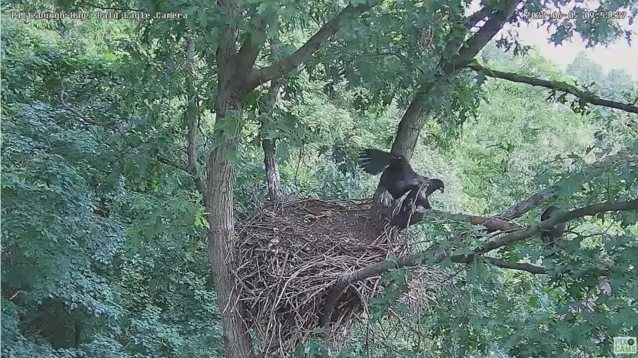 Hays Bald Eagles H18 has Branched ! 2022 06 05 953am