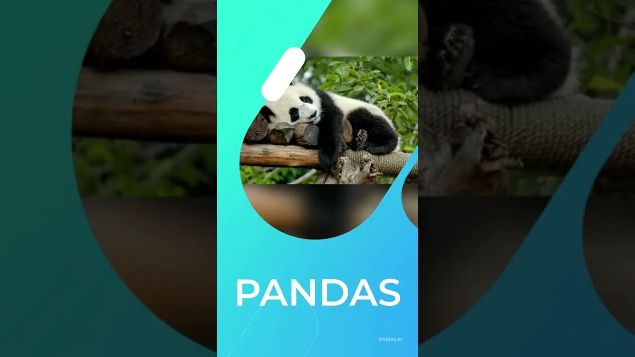 Fact about panda