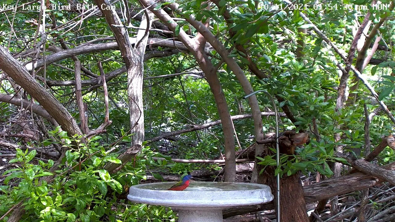 Painted Bunting male takes a bath