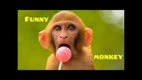Funny Monkey