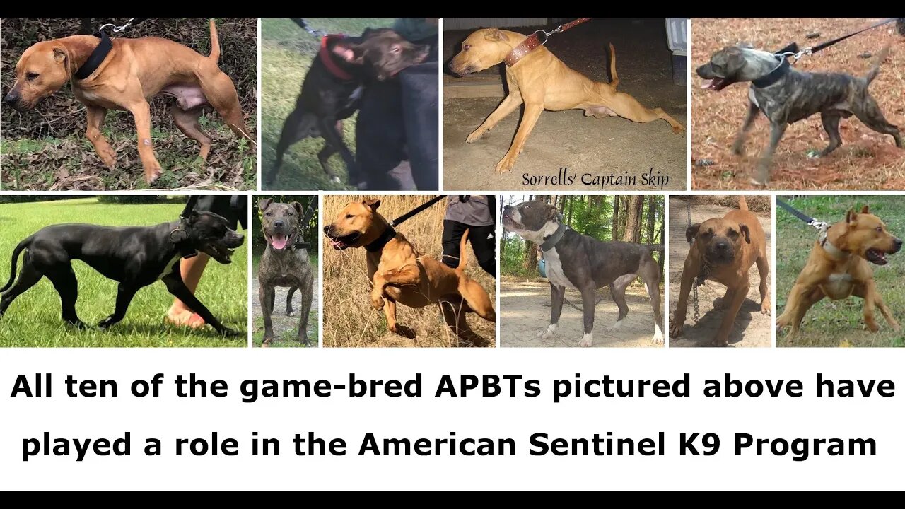 Creating Game Bred Bandogs