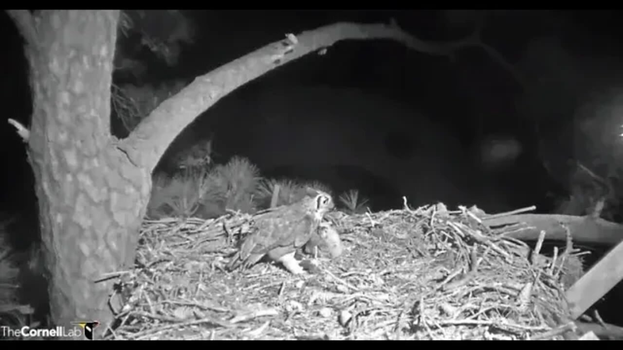 Mom's Morning Break-Leave & Return 🦉 3/11/22 03:49