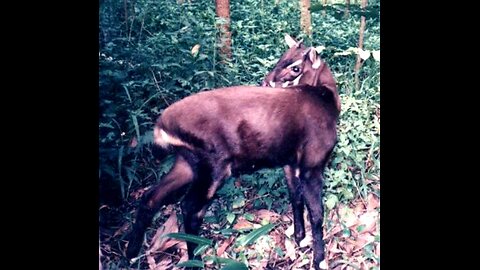 The gilled Antelope