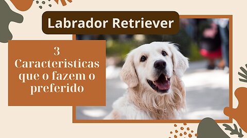 3 características surpreendentes que fazem do Labrador Retriever o companheiro perfeito pra família