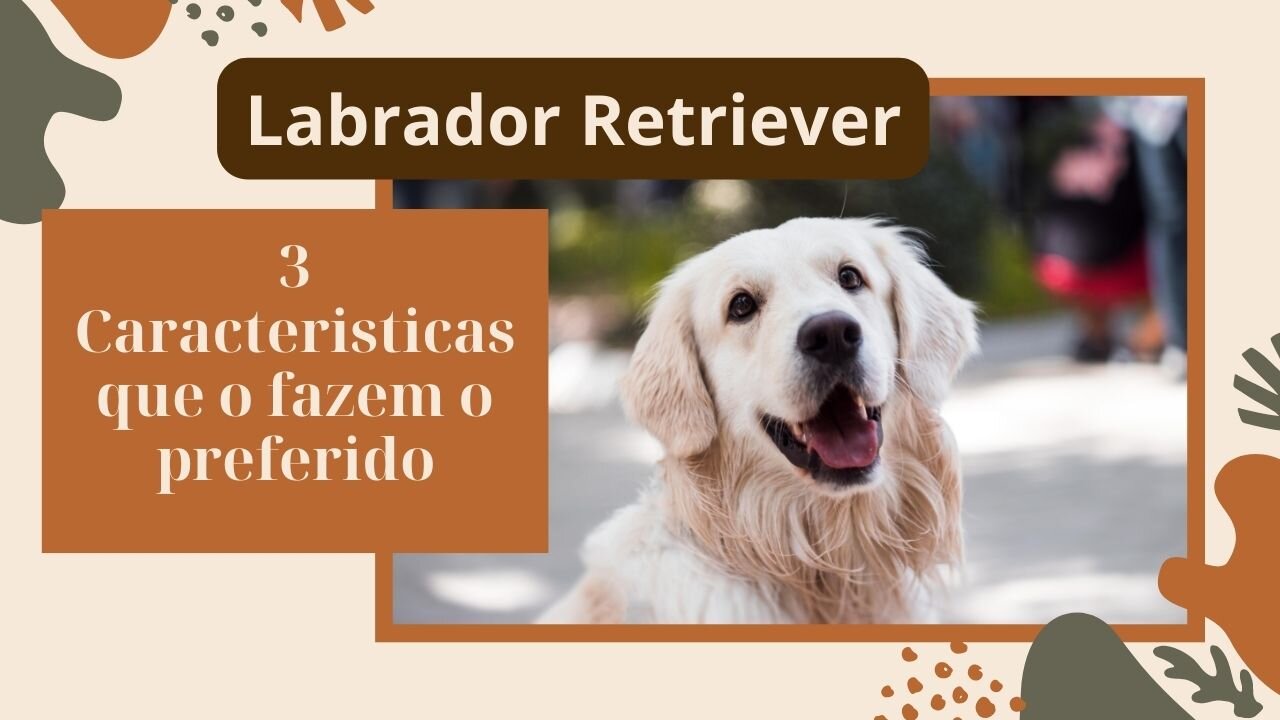 3 características surpreendentes que fazem do Labrador Retriever o companheiro perfeito pra família