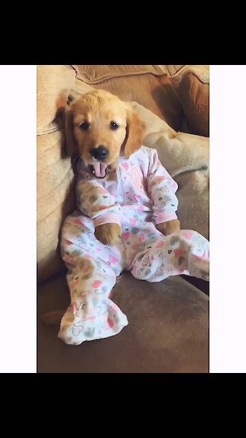 Puppy dresses up in adorable baby pajamas