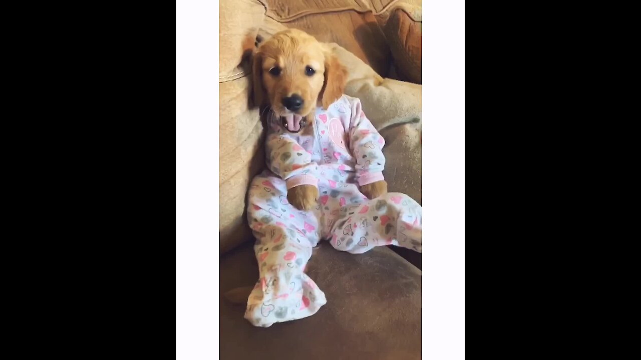 Puppy dresses up in adorable baby pajamas