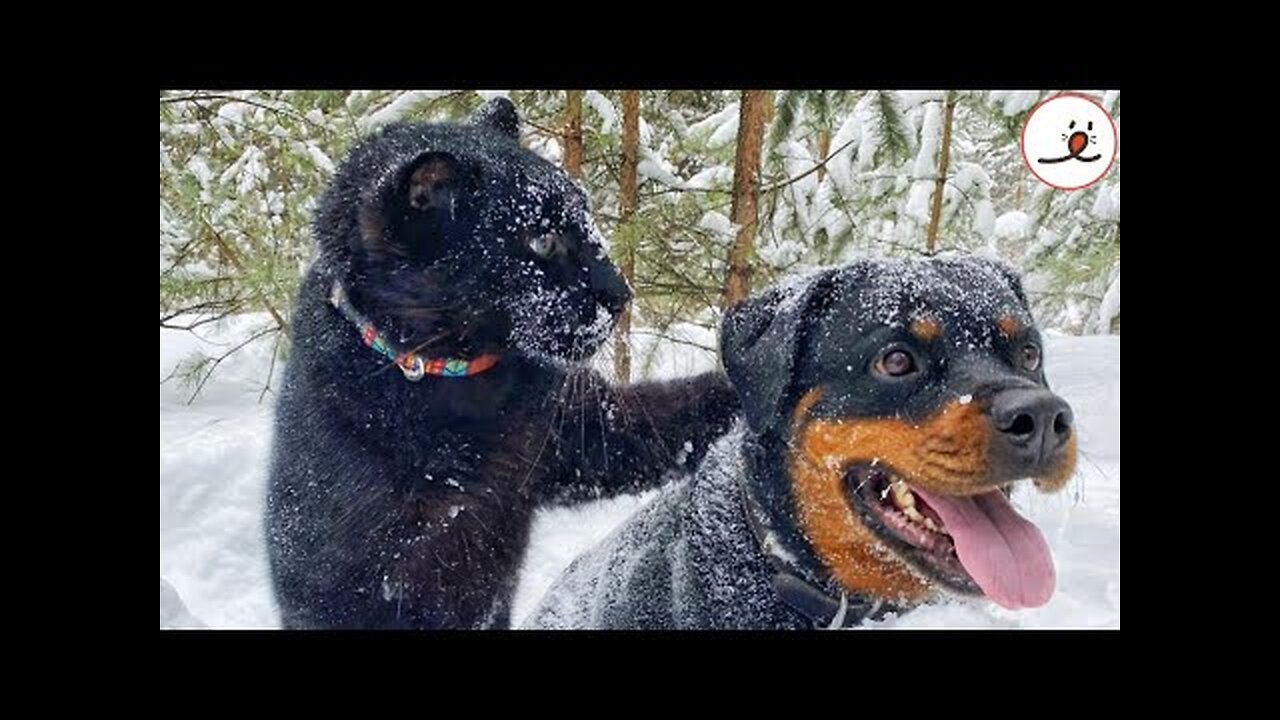 Black Panther Raised By A Lady Made Friendship With A Rottweiler|PECO