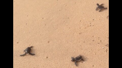 Releasing Baby Turtles To The Ocean