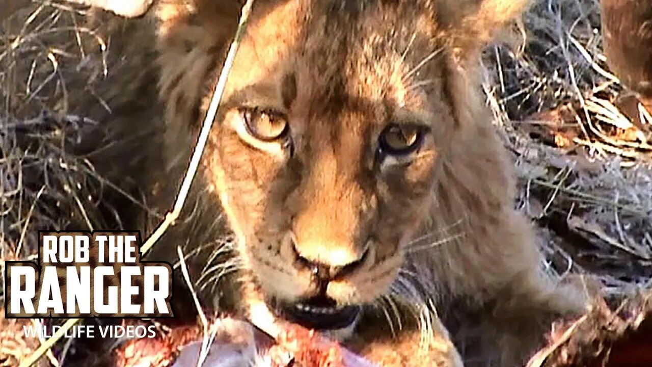 Lion Family With A Kudu Meal | Archive Lion Footage