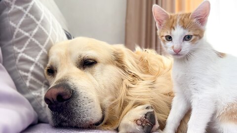 dog and kitty