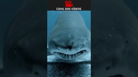 o rei dos mares 😮😮😮