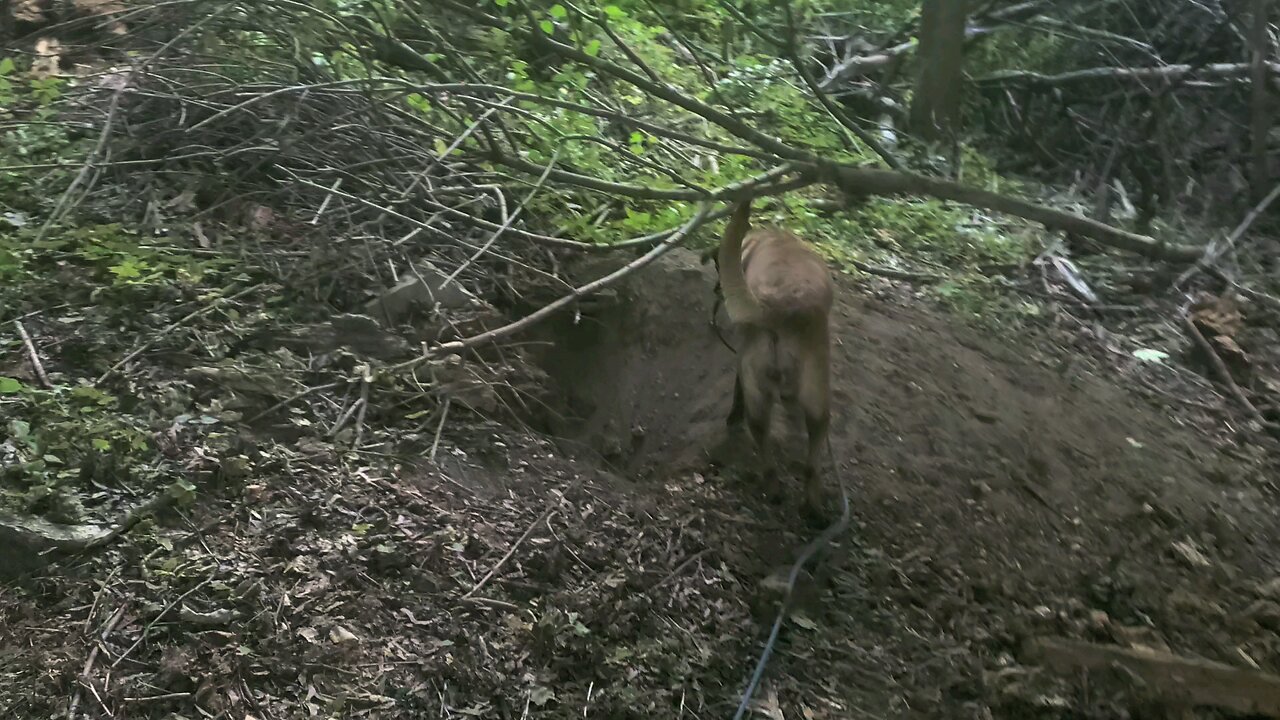 digging her tunnel.