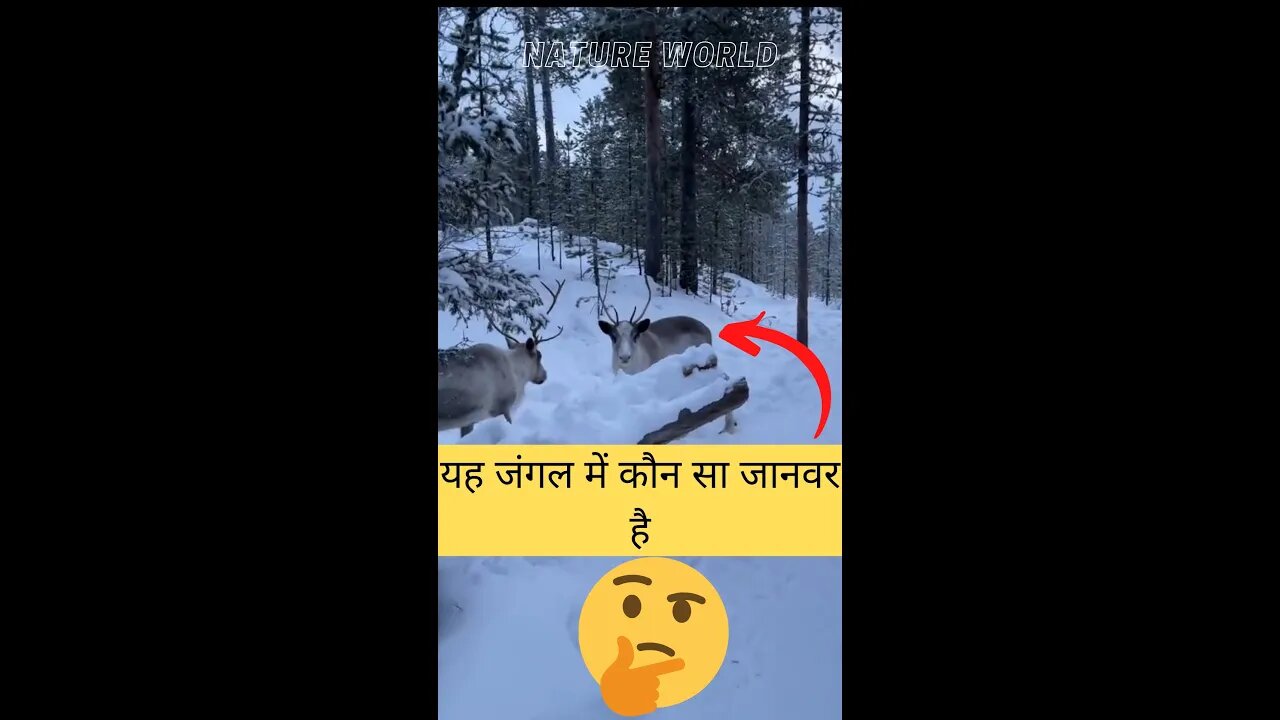 यह जंगल में कौन सा जानवर है🤔What animal is this in the forest👈