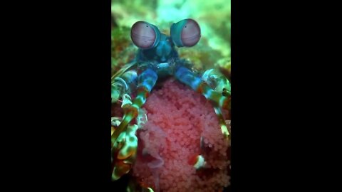 Peacock Mantis Shrimp