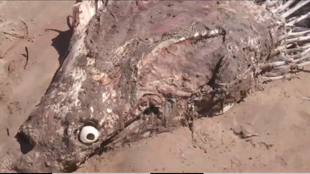 Unknown Alien Creature on the Beaches of Ireland??