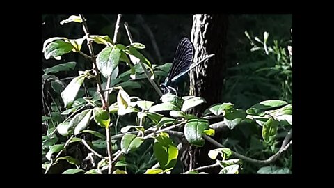 Damselflies At The Creek