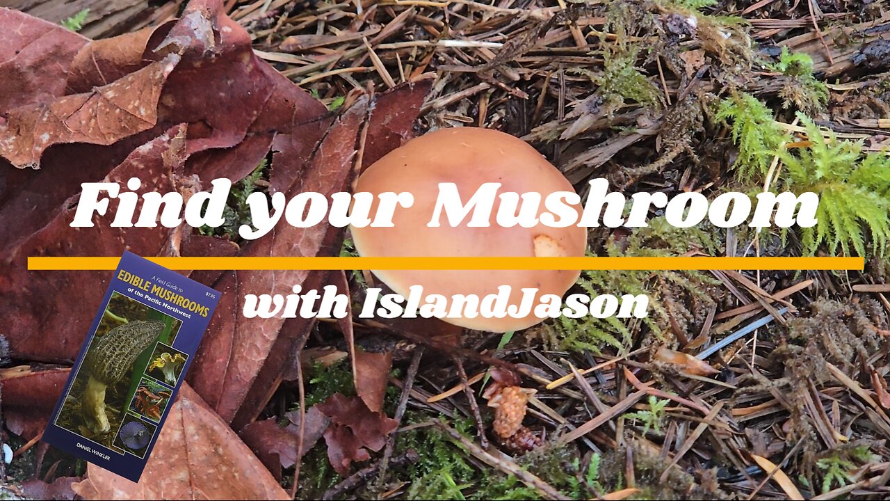 Find Your Mushroom with IslandJason